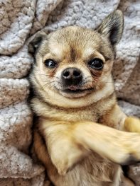 5 Ideas To Improve Your Dog’s Mental Health