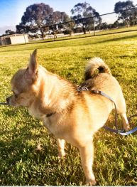 Tips For Creating Your Dog’s Dream Backyard