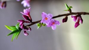 5 Pacific Northwest Trees to Plant for Winter Color