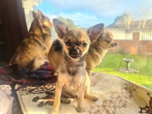 3 Ways To Get Ready for a New Puppy