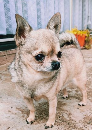 5 Considerations Before Getting A Dog