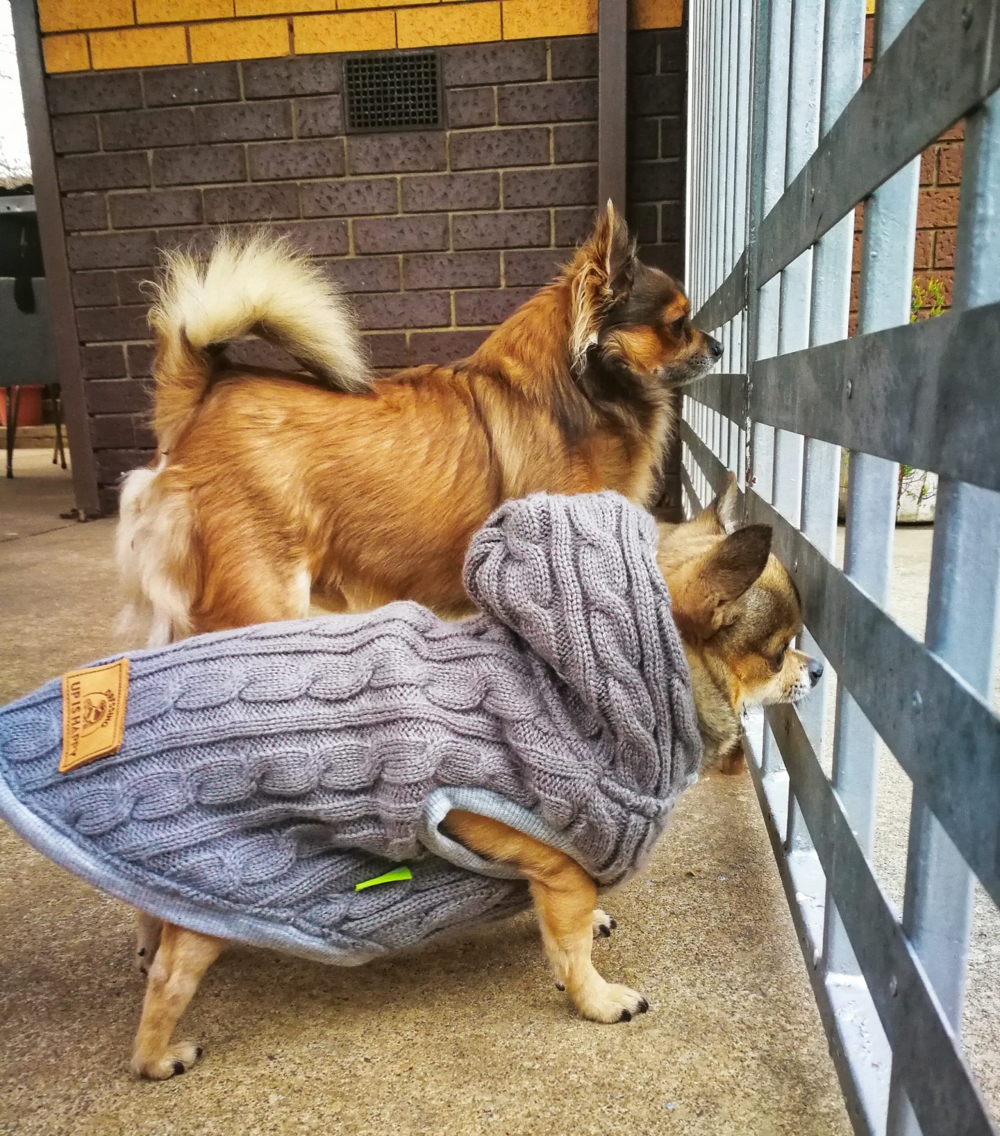 Dog Care For Dummies Susana